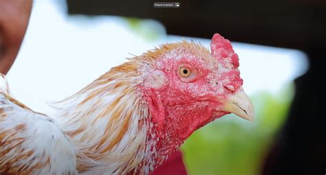 dexter's world farm location map|Dexter’s World: The Comprehensive Guide to Native Chicken .